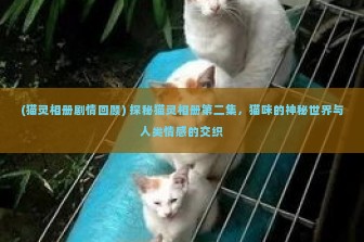 (猫灵相册剧情回顾) 探秘猫灵相册第二集，猫咪的神秘世界与人类情感的交织